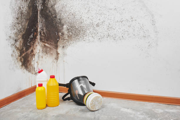 Mold Documentation for Insurance Claims in Redwood Falls, MN