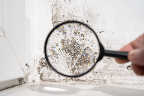 Why You Should Choose Our Mold Remediation Services in Redwood Falls, MN